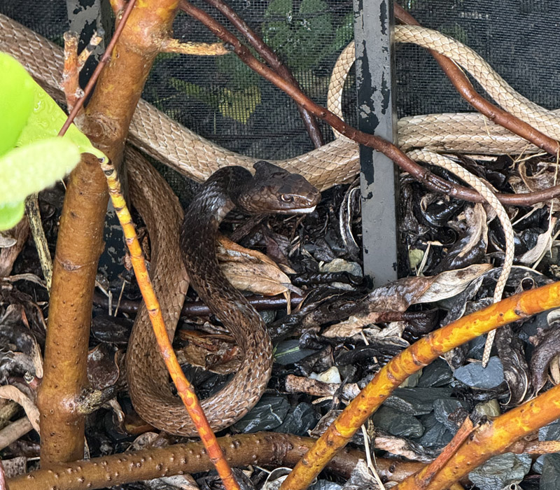 coachwhip
