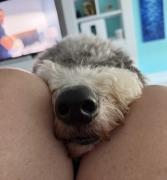 tvnose